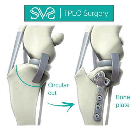 TPLO Surgery Cost The Balanced Dog