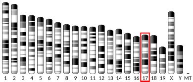 TPSB2 - Wikipedia