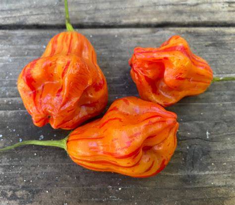 Trade Winds Fruit | Rare and Heirloom Seeds - raincitystudios.com
