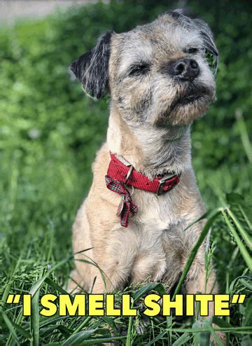 Traded Scotland's clean air for London's dog shite smell ... - balustradellc