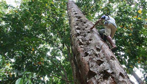 Traditional and chemical techniques for stimulation of shorea javanica ... - raincitystudios.com