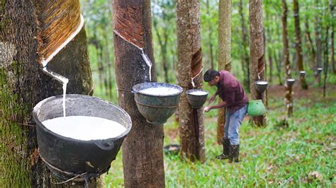 Traditional Latex Harvesting Technique Extracting Natural ... - balustradellc