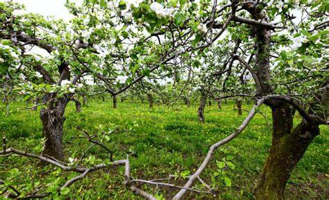 Traditional orchards: a summary - TIN012 - GOV.UK - raincitystudios.com