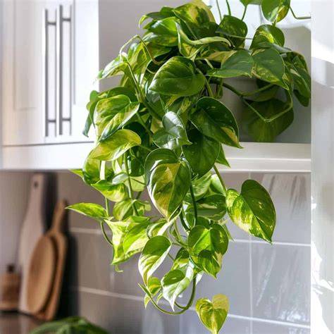 Trailing Indoor Plant Low Light - Etsy - raincitystudios.com