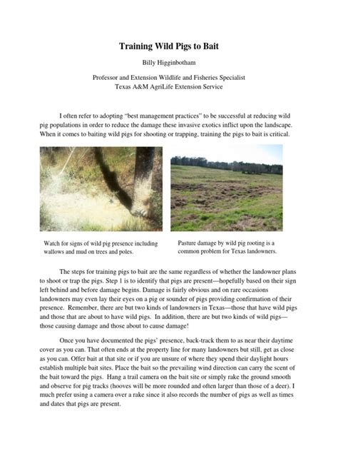 Training Wild Pigs to Bait - Coping with Feral Hogs - balustradellc