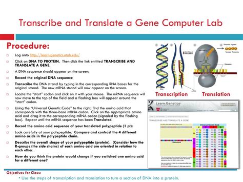 Transcribe and Translate a Gene - wintechmobiles.com