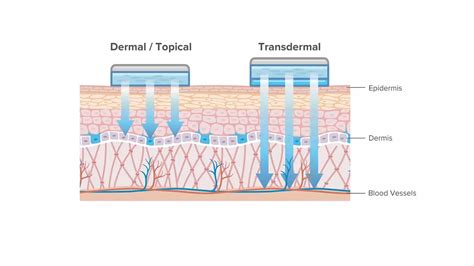 Transdermal delivery systems in cosmetics - Springer - wintechmobiles.com