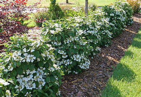 Transform your landscape with viburnum | Stunning garden shrub ideas - raincitystudios.com