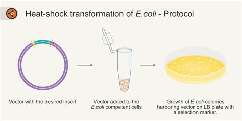 Transformation of plasmid DNA into E. coli using the heat ... - PubMed - muktibox.com