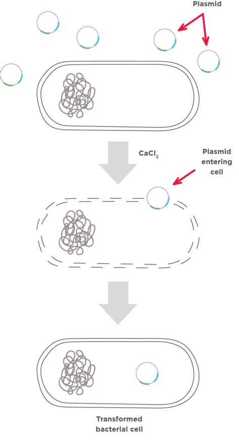 Transforming Bacteria - Virtual Transformation Lab (pGLO Pre-Lab) - muktibox.com