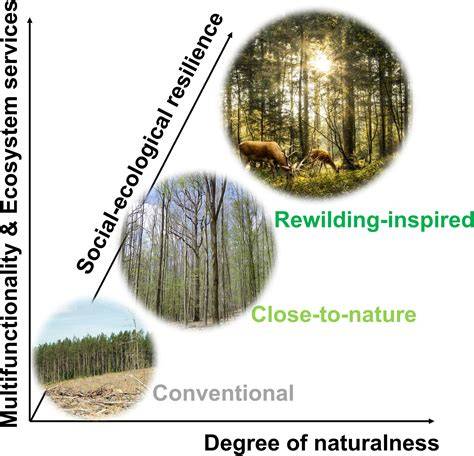 Transforming forest management through rewilding: Enhancing ... - raincitystudios.com