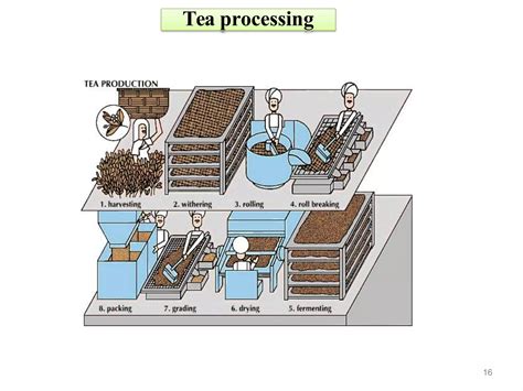 Transforming Tea Cultivation - The Emergence of Tea - balustradellc