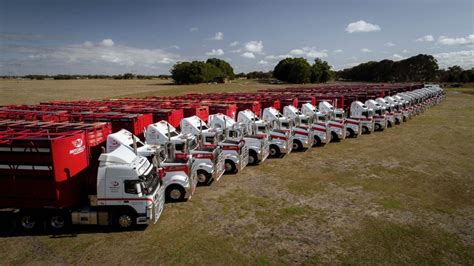 Transporting Beef Cattle by Road - Mississippi State University ... - balustradellc