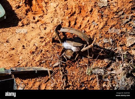 Trapping and Hunting | Boarmasters - balustradellc