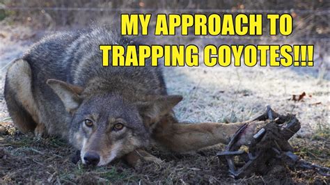 Trapping Investigation Signs To Watch Out For - balustradellc