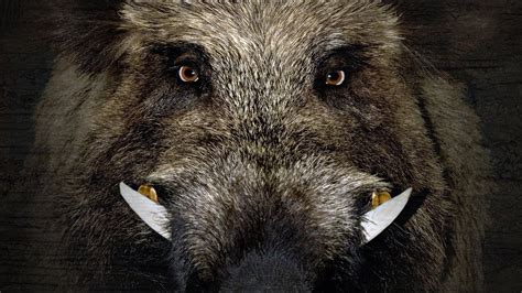 Trapping SAVAGE wild BOAR!!! {Catching by Hand, ALONE} - balustradellc