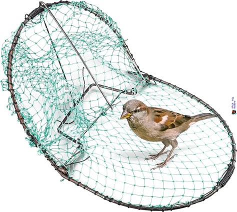Trapping wild birds with manual traps - balustradellc