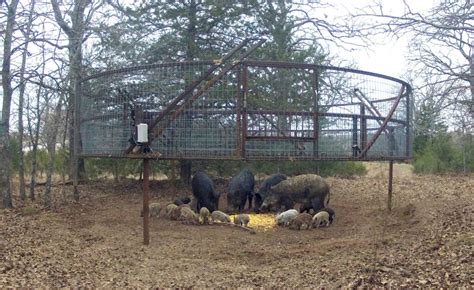 Trapping Wild Hogs - What's The Best Way? - trap … - balustradellc