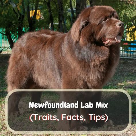 Traveling Tips for Taking Your Newfoundland Lab Mix on Adventures - balustradellc