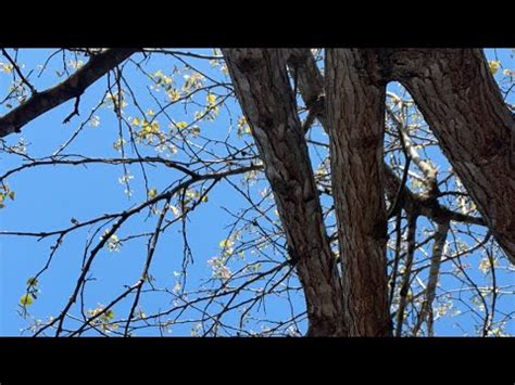 TREE 🌳TALK SOVEL APRIL 13 2024 - YouTube