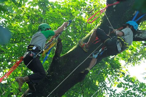 Tree Climbing Indonesia; Komunitas Pemanjat Pohon … - balustradellc