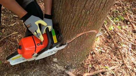 Tree Cutting: How to Fell a Tree With a Chainsaw - balustradellc