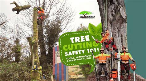 Tree Cutting - US Forest Service - raincitystudios.com