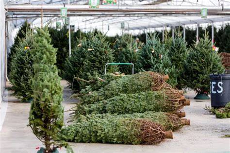 Tree Farm Profit Per Acre: Read More - Or I2aLD - raincitystudios.com