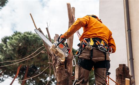 Tree Felling | STIHL - balustradellc