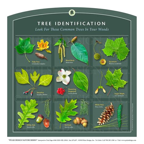 Tree Identification & Guides | Arbor Day Foundation - balustradellc