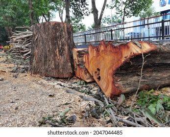 Tree Logging Pterocarpus Indicus Along Street Stock ... - Shutterstock - raincitystudios.com