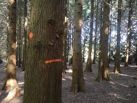 Tree marking and tariffing | Forestry England - raincitystudios.com