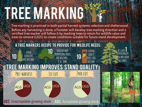 Tree Marking - Mazinaw-Lanark Forest Inc. - raincitystudios.com