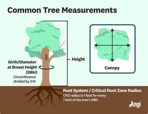 Tree measurement - raincitystudios.com