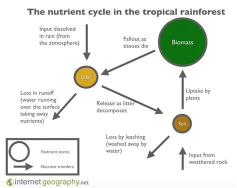 Tree Nutrient Status and Nutrient Cycling in Tropical Forest ... - Springer - raincitystudios.com