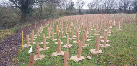 Tree planting and woodland creation: overview - GOV.UK - raincitystudios.com