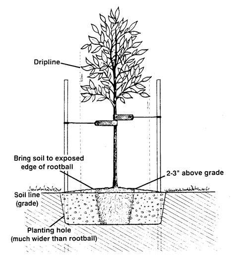 Tree Planting Standards - raincitystudios.com