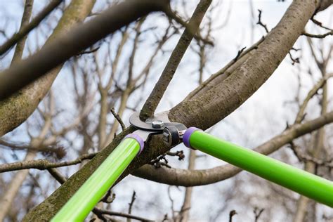 Tree Pruning | Old Growth Tree Services | Grand Rapids - raincitystudios.com