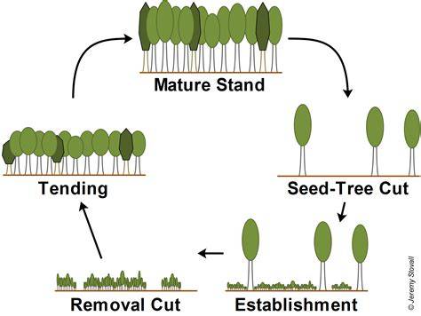 Tree regeneration, a foundational process to silvicultural success - raincitystudios.com