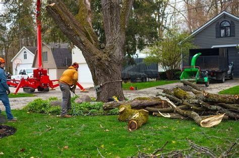 Tree Removal | Old Growth Tree Services | Grand Rapids - raincitystudios.com