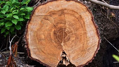 Tree Rings and Climate - Center for Science Education - muktibox.com