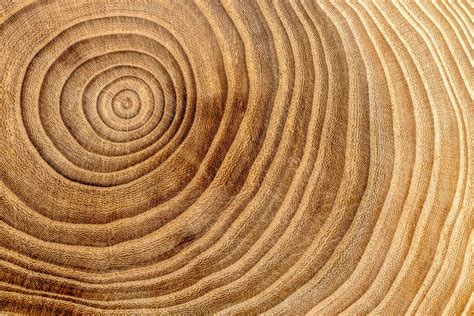 Tree rings and dendrochronology - Romoe Network - wintechmobiles.com