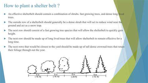 Tree Species for Horticultural Shelter - raincitystudios.com