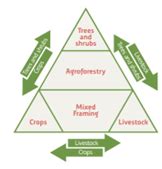 Tree Survival Count Guidelines for TerraFund Projects - raincitystudios.com