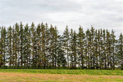 Tree Windbreak royalty-free images - Shutterstock - raincitystudios.com