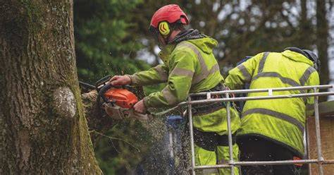 Tree-Felling Safety for Outdoor Professionals - raincitystudios.com