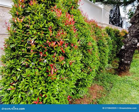 Trees / Hedges: Syzygium... - I Green Nursery Sdn. Bhd. - raincitystudios.com