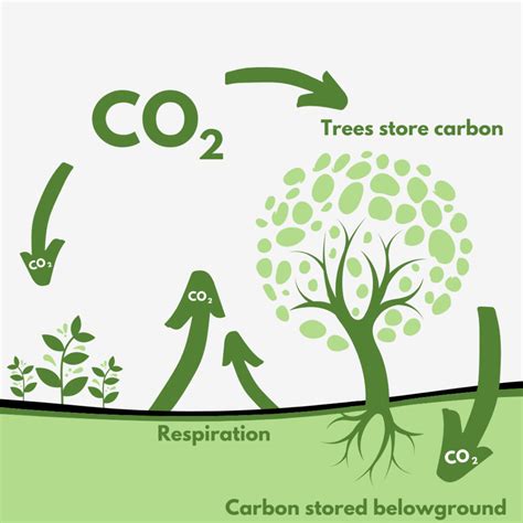 Trees and Carbon Sequestration - Simpsons Tree Service - raincitystudios.com