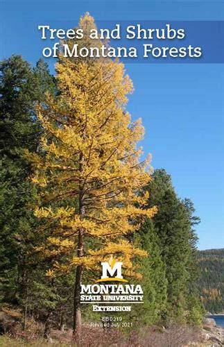 Trees and Shrubs in Montana - raincitystudios.com