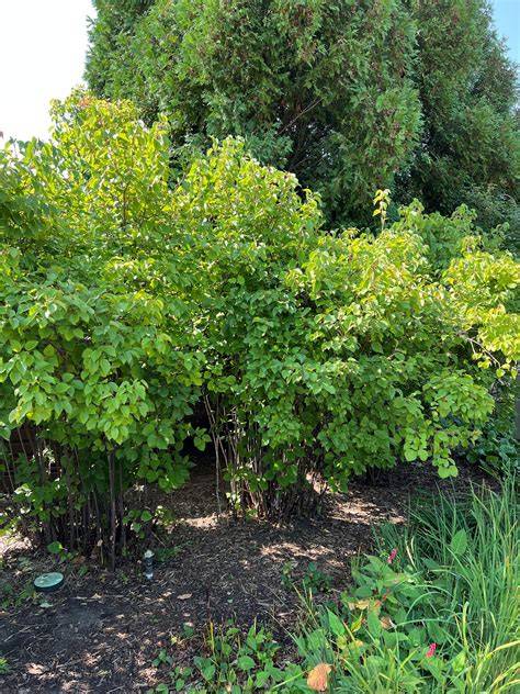 Trees and Shrubs Suitable for Partial Shade - Yard and … - raincitystudios.com